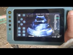 Draagbare veterinaire echografiescanner BR-VET8